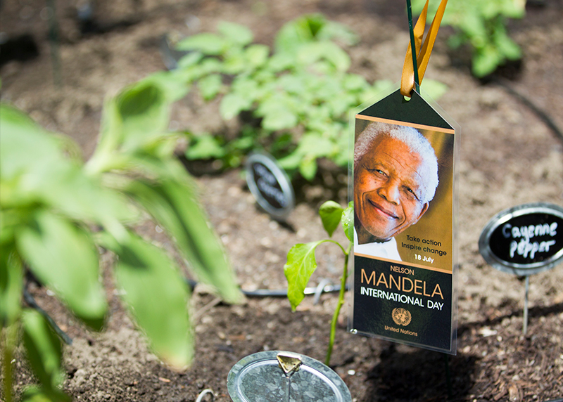 Une carte commémorative de la Journée Nelson Mandela au potager des Nations Unies.