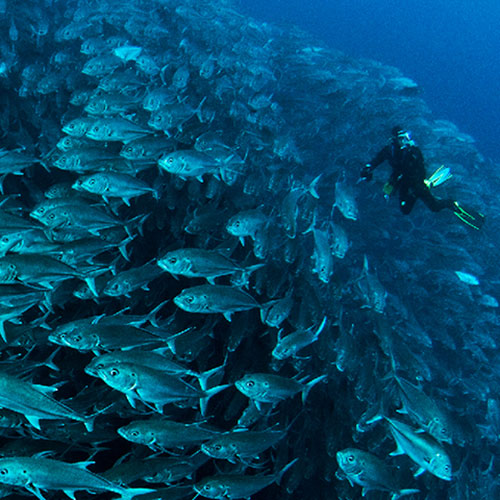A diver and fish