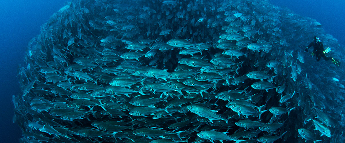 A diver and fish