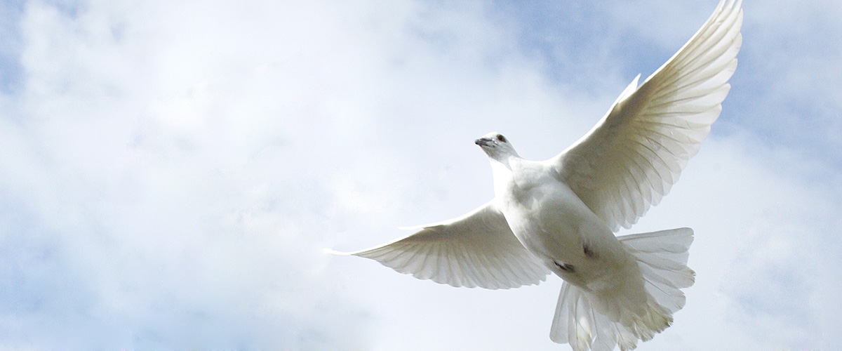 Una paloma lanzada en la ceremonia en conmemoración del Día Internacional de la Paz. Foto ONU/Mark Garten