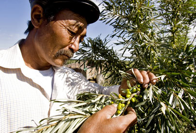 Un agricultor en la provincia de Uvs, Mongolia