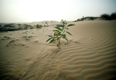 Una planta en tierras áridas