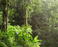 Tropical Forest