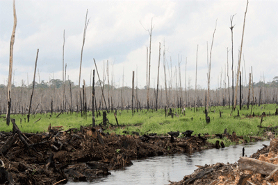 image kenya deforestation