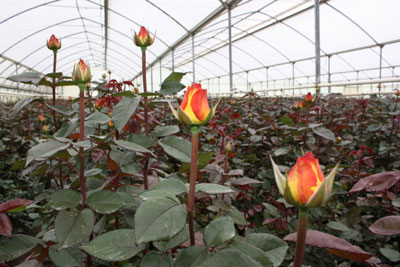 Rose farming in Kenya