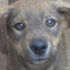 Gisimba’s dog.