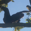 A little boy climbs up a tree.