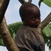 A little boy climbs up a tree.
