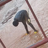 A young boy looks for fish in the river.