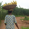 A woman carrying bananas.