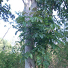 Xaverina took this photograph of two different trees growing out of one as she felt it was an extraordinary example of cohabitation and of unity and reconciliation.