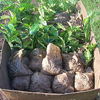 Small trees are getting ready for planting. These trees represent a new beginning, a renewal.