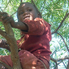 A little boy climbs up a tree and sits within its branches.