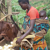 A woman feeds her cow while carrying her baby on her back.